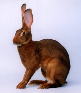 Belgian Hare