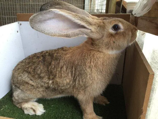 Continental Giant Rabbit