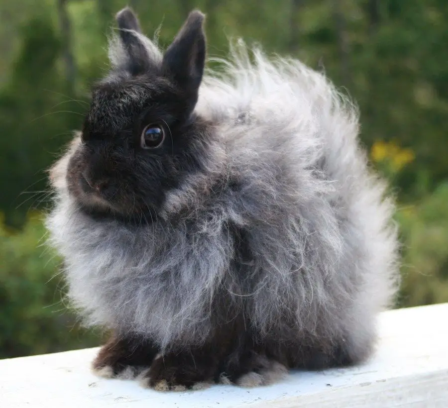 Jersey Woolly Rabbit