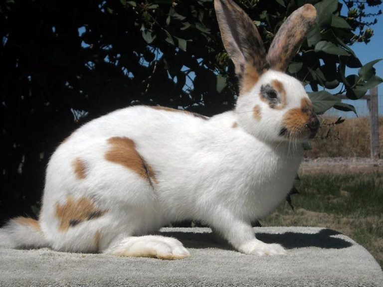 Rhinelander Rabbit