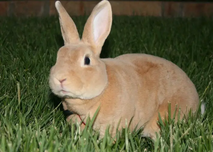 Tan Rabbit