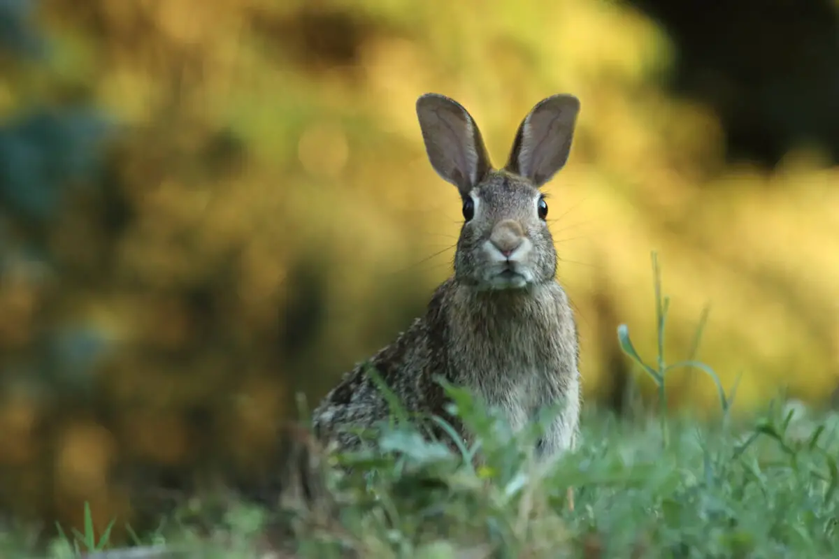 are rabbits nocturnal diurnal or crepuscular