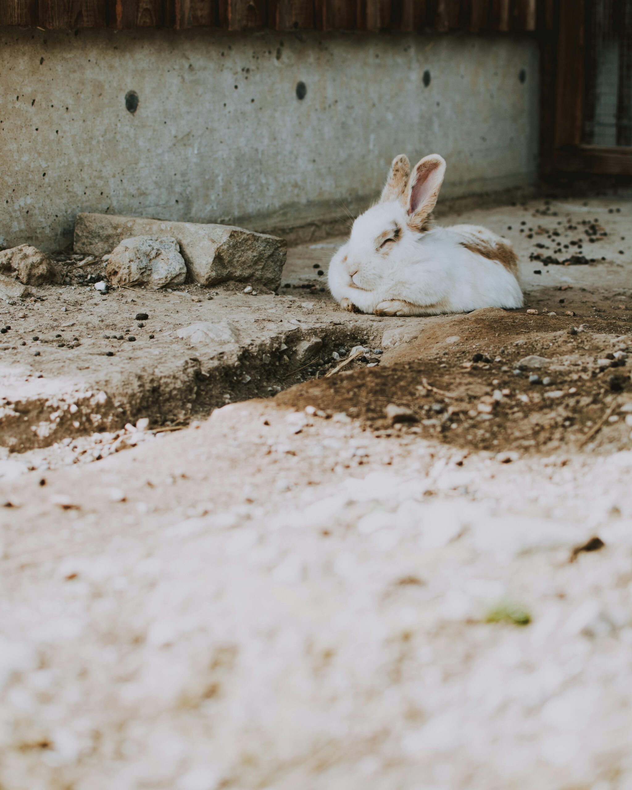 Rabbit diseases you should know about