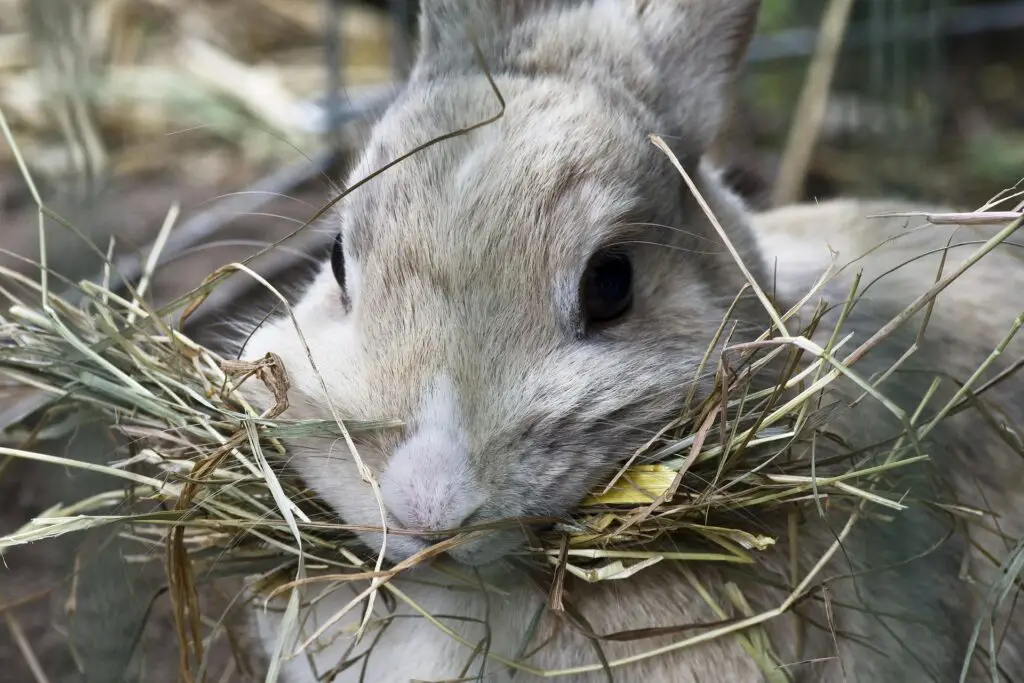 what to feed a rabbit ( hay)