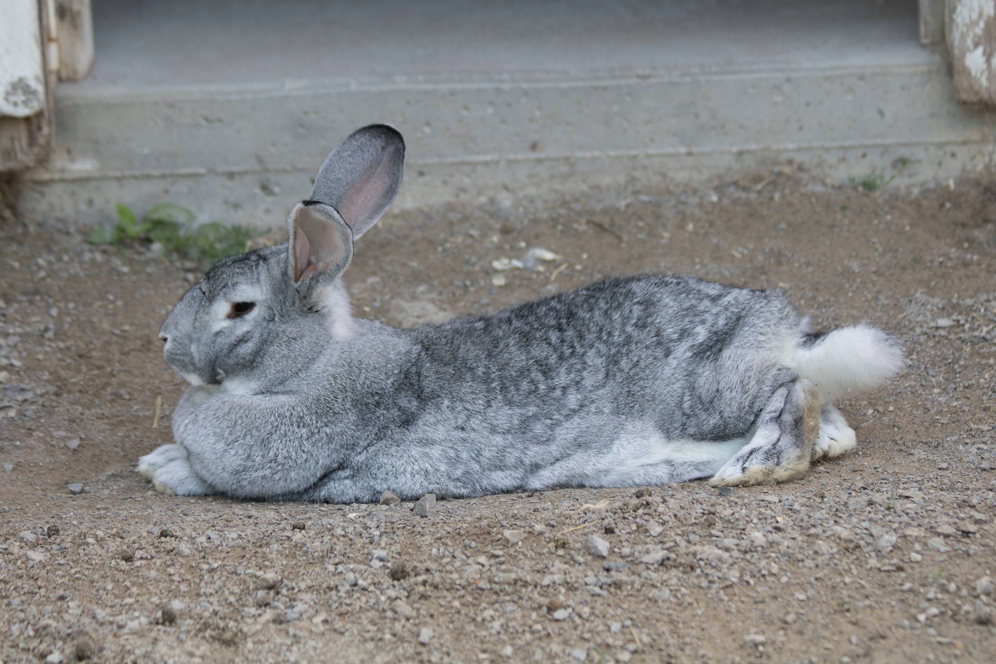 Flemish Giant 