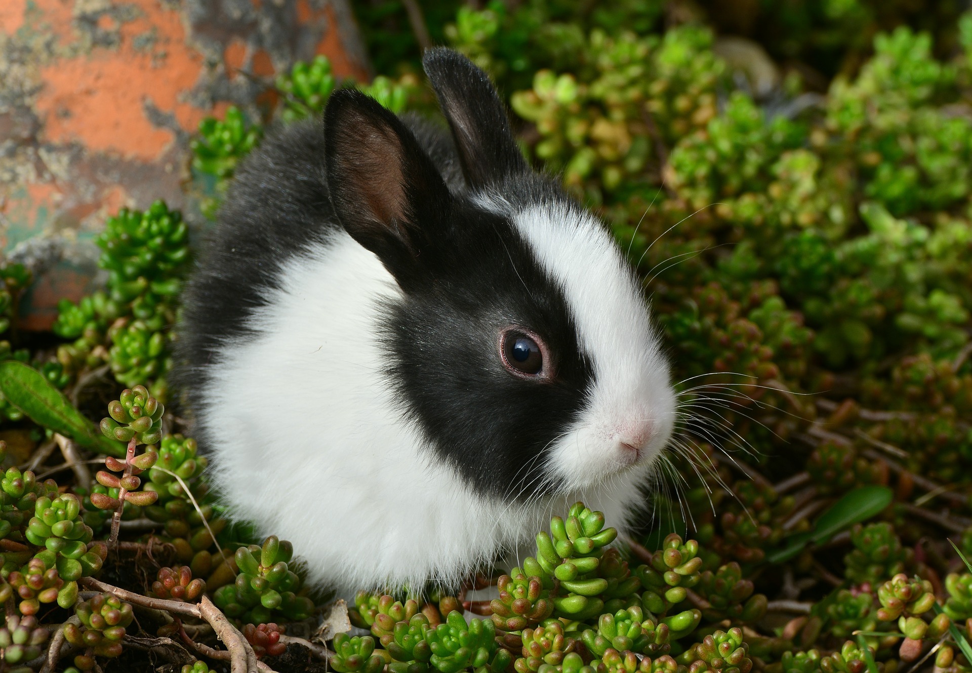 House rabbit outside