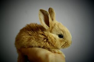 Miniature rabbit