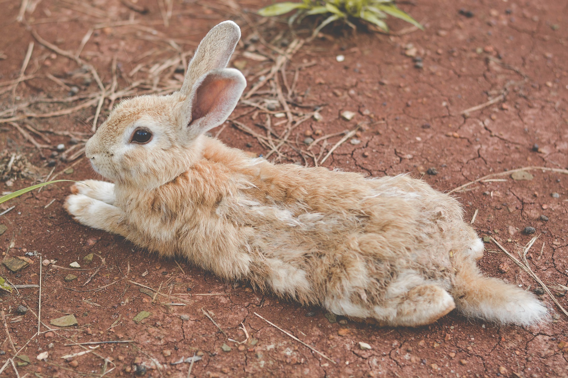 Rabbit molting Everything you need to know