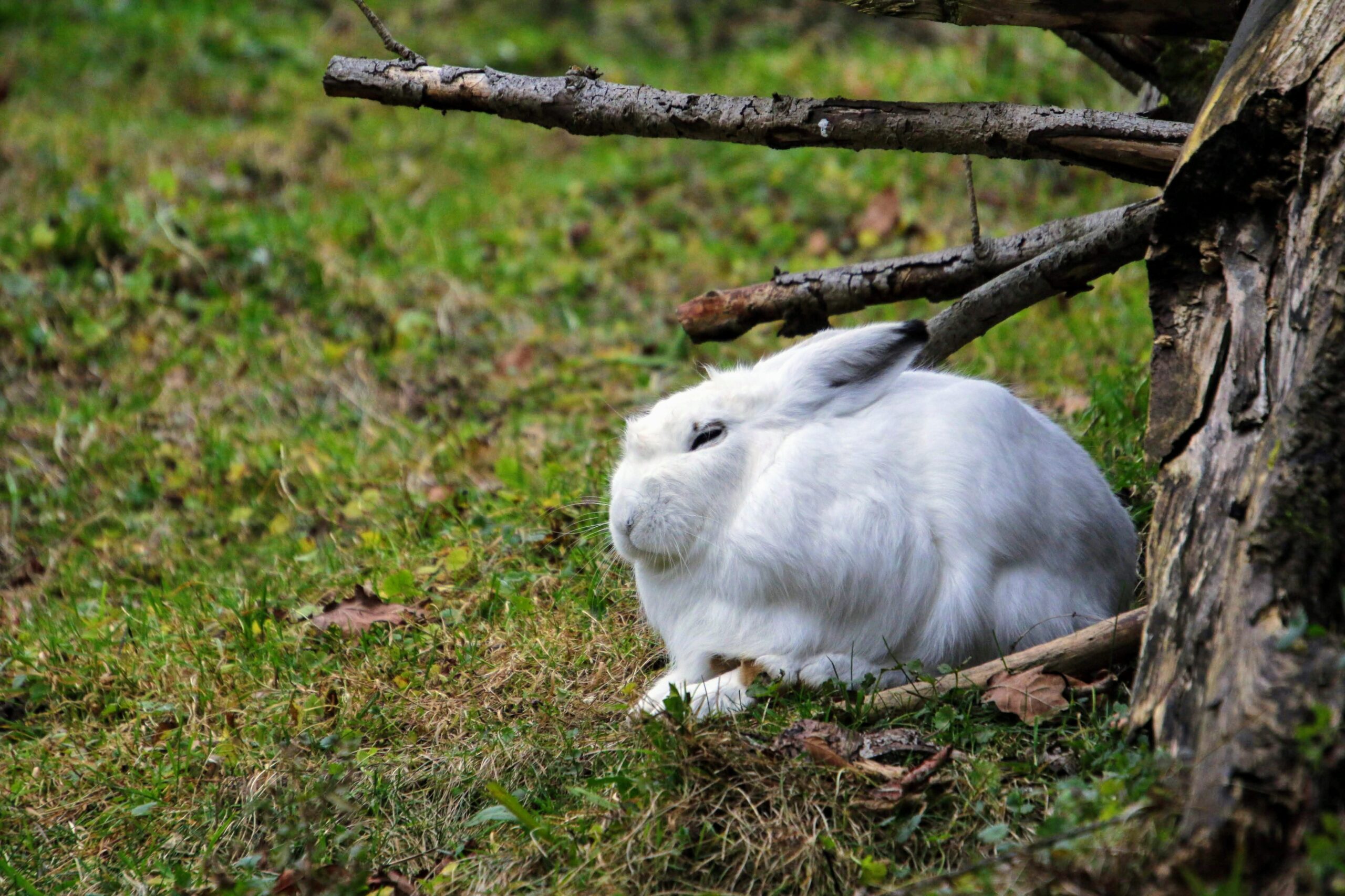 Dying rabbit