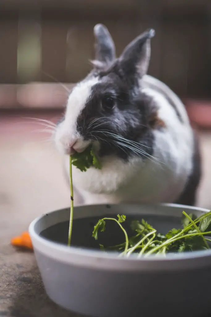 Rabbit eating vegetable