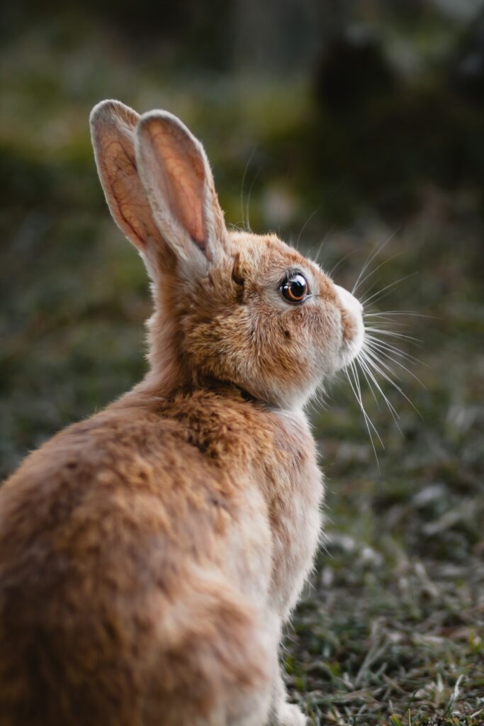 Rabbit evolution