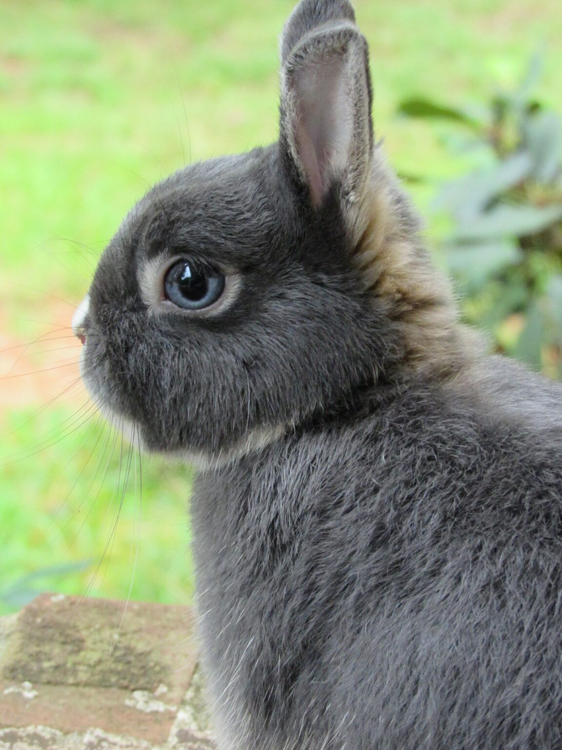 Netherland dwarf rabbit info and facts