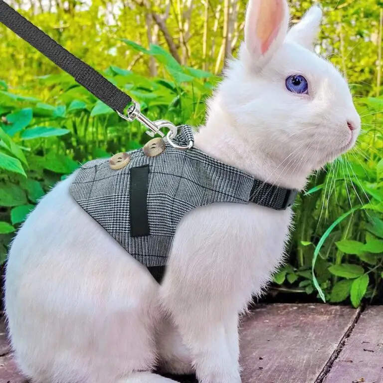 Should you get a rabbit harness?