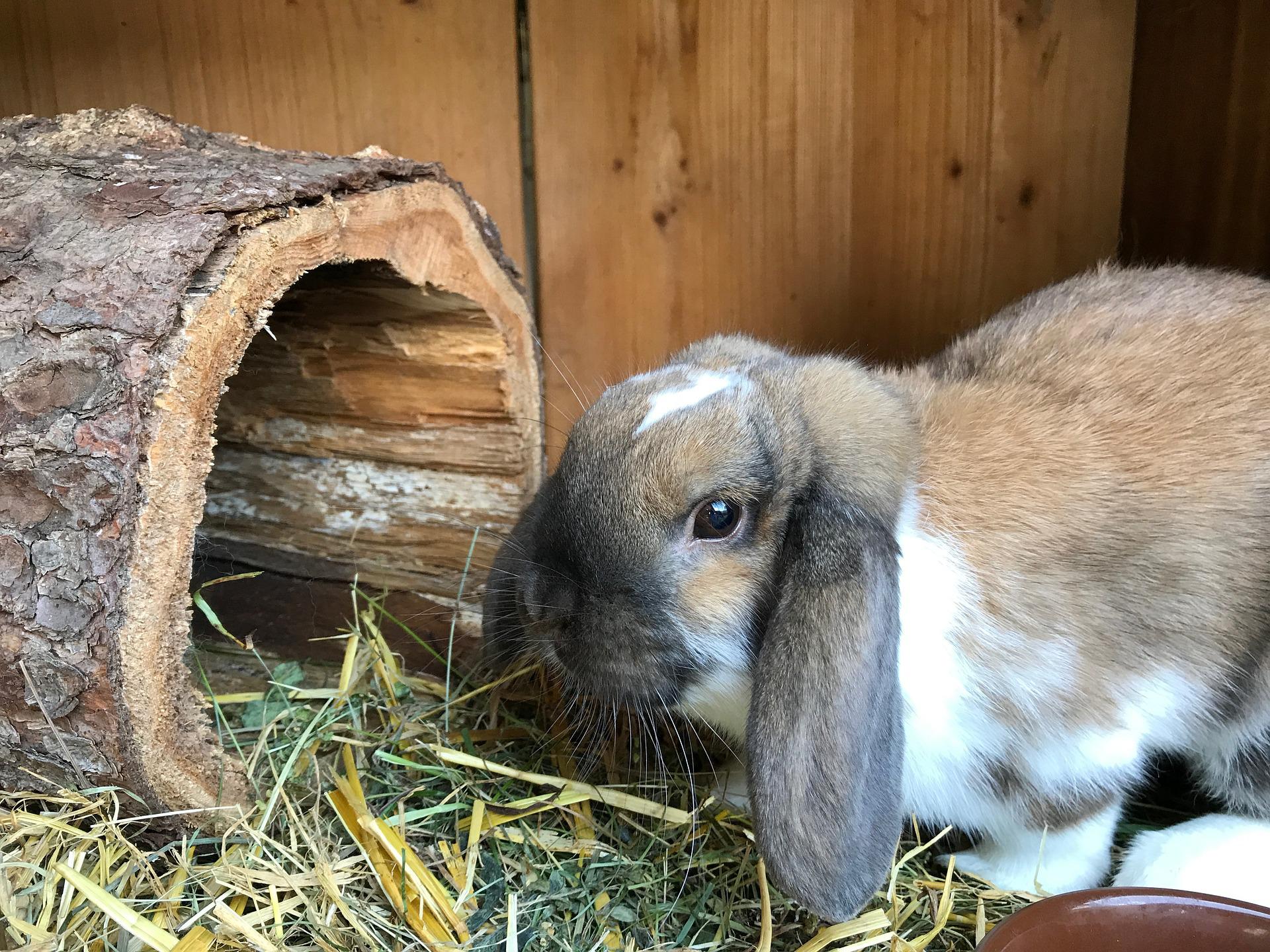 Rabbit bed