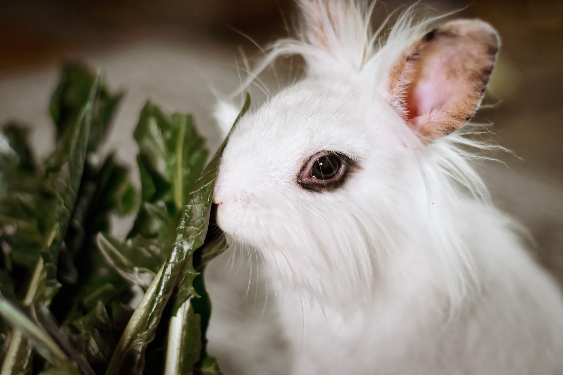Baby rabbit eating vegetables