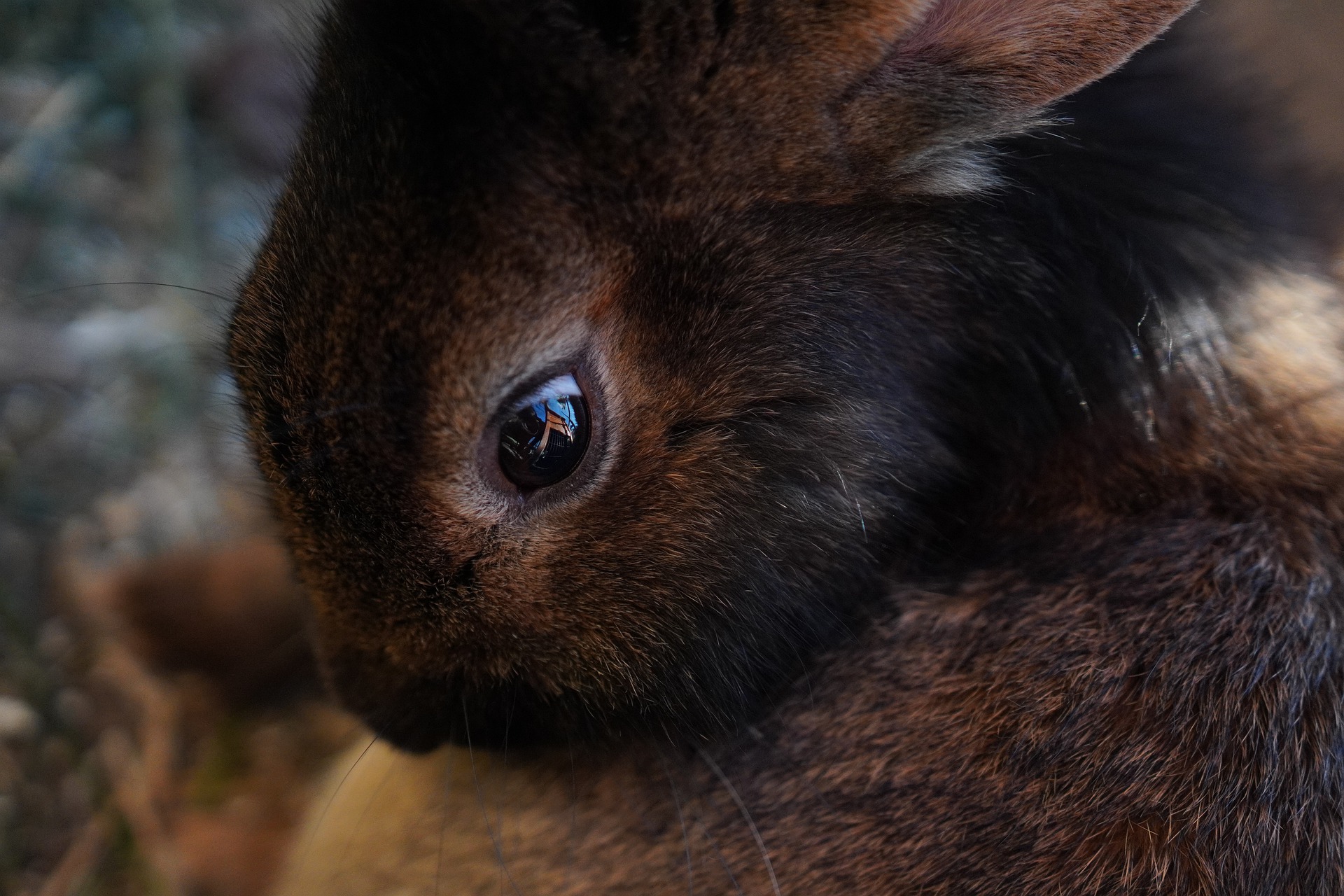 Unhealthy rabbit eyes
