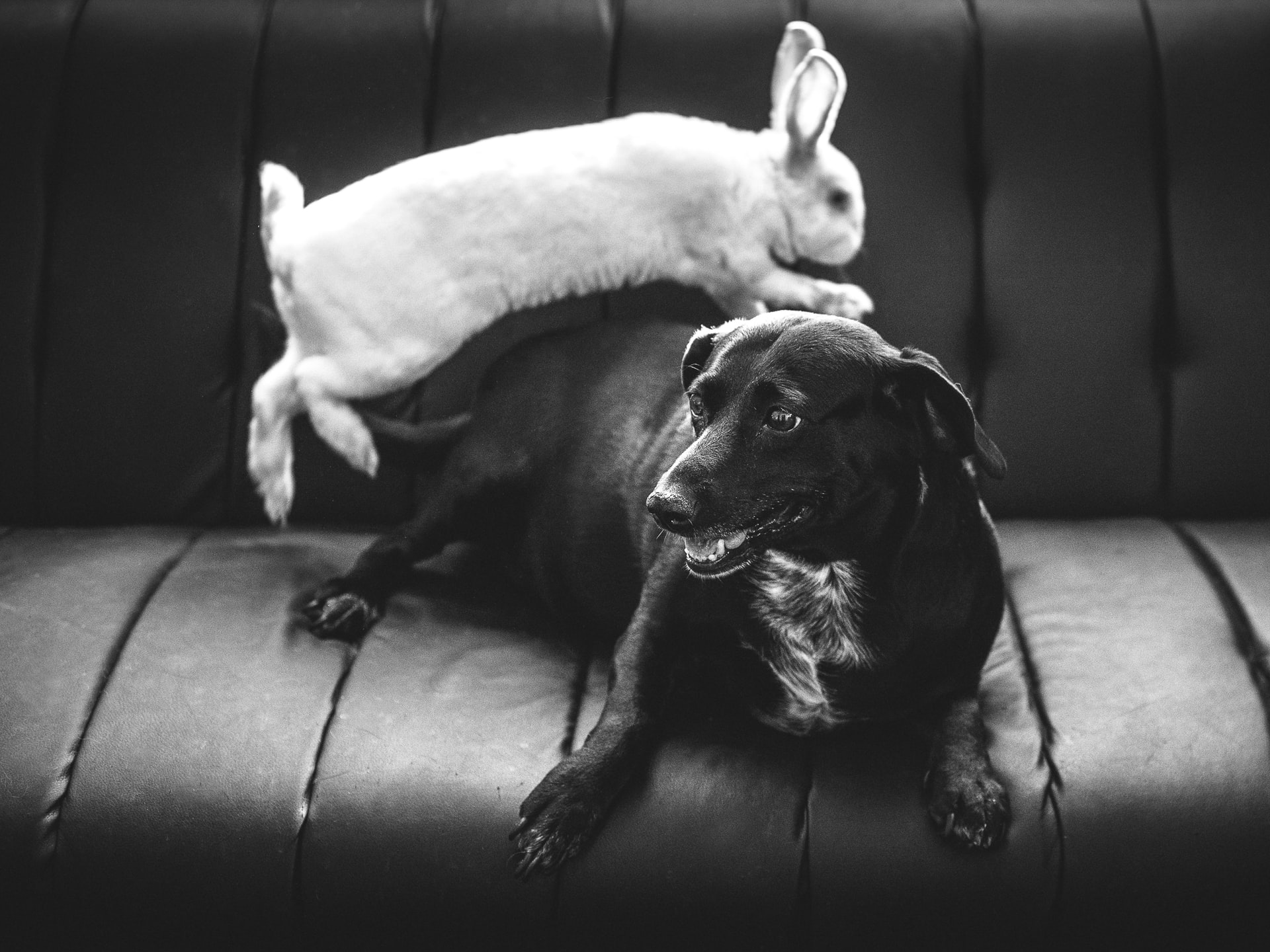 Bonding a barking dog with a rabbit