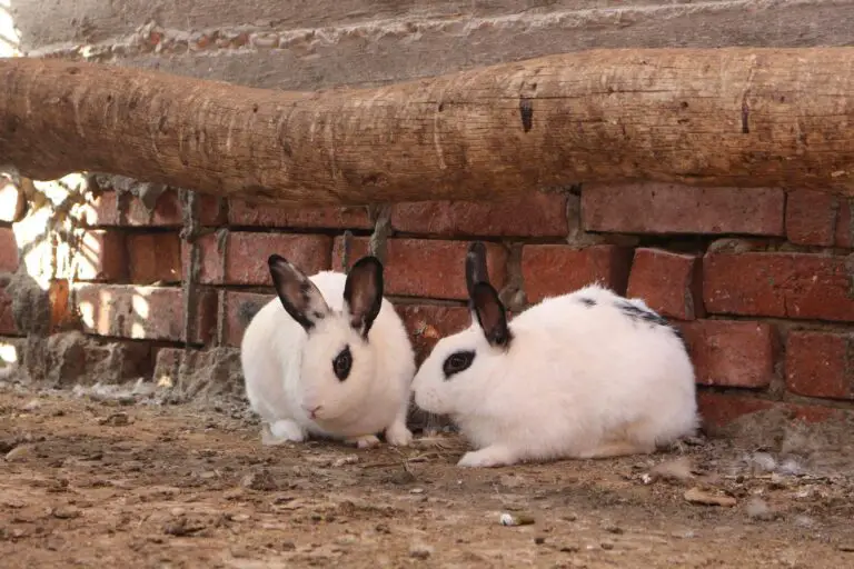 Best rabbit breeds for apartments