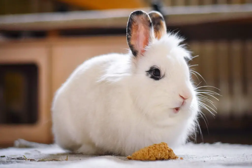 What happens if a rabbit eats dog food