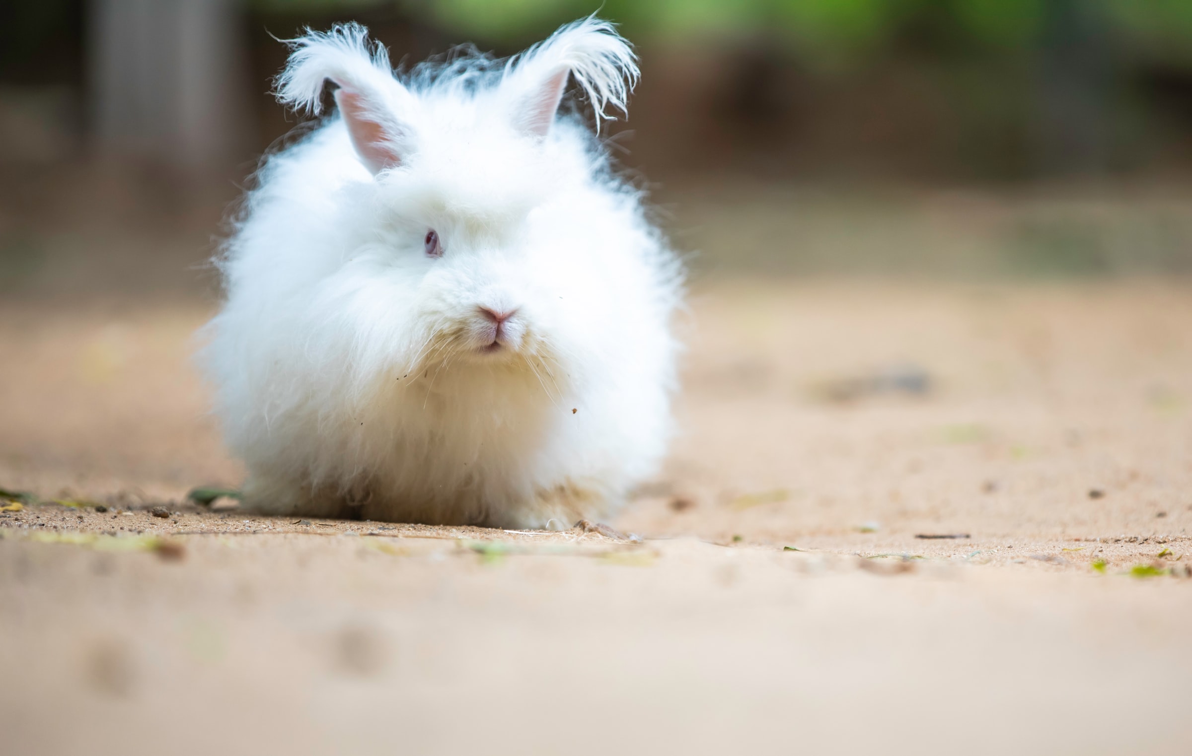 English angora care