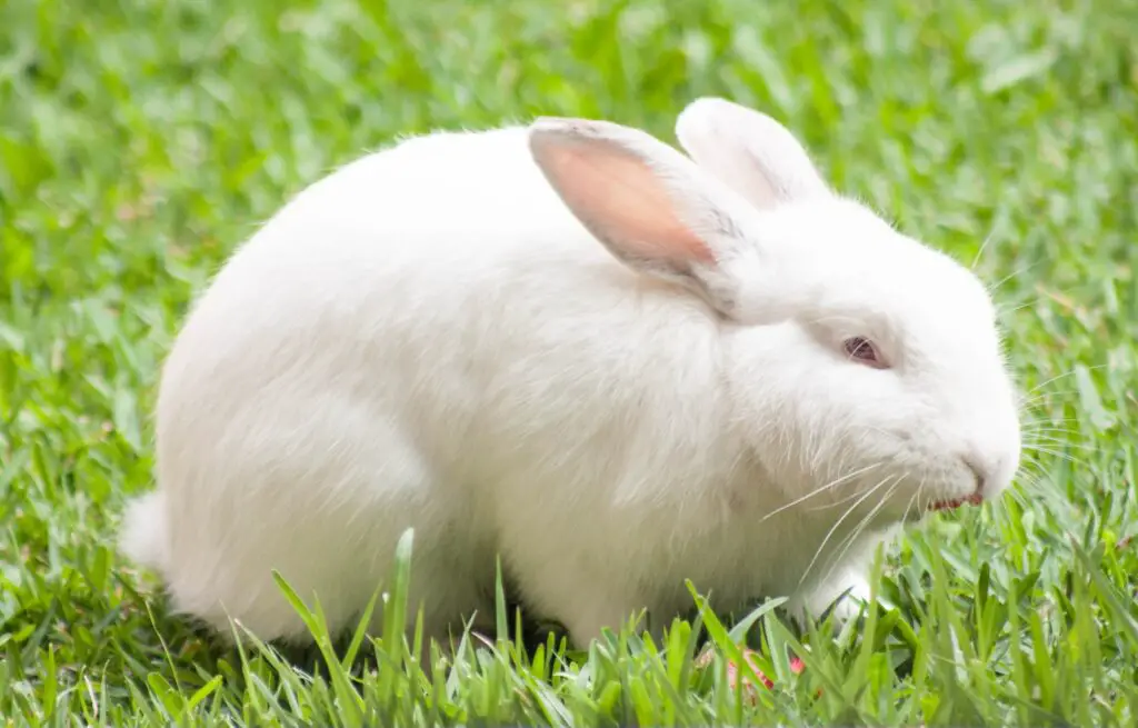 Best rabbit breeds for apartments