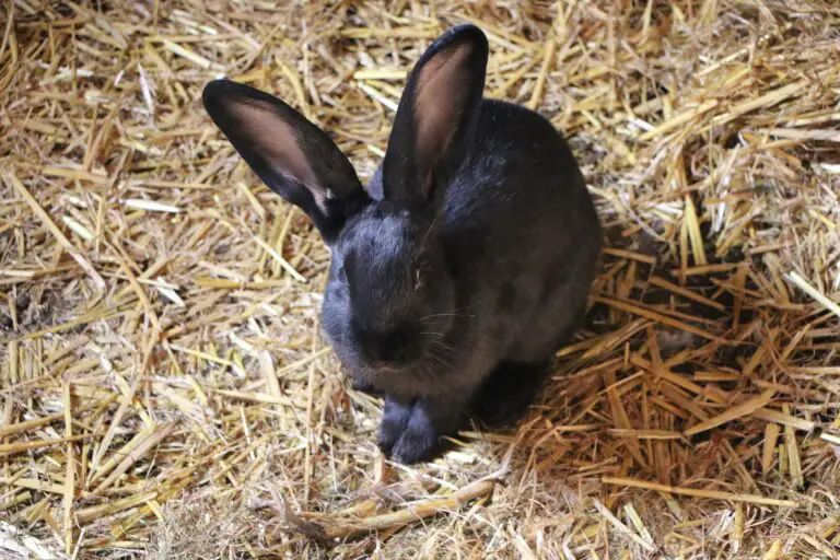 Best rabbit breeds for apartments