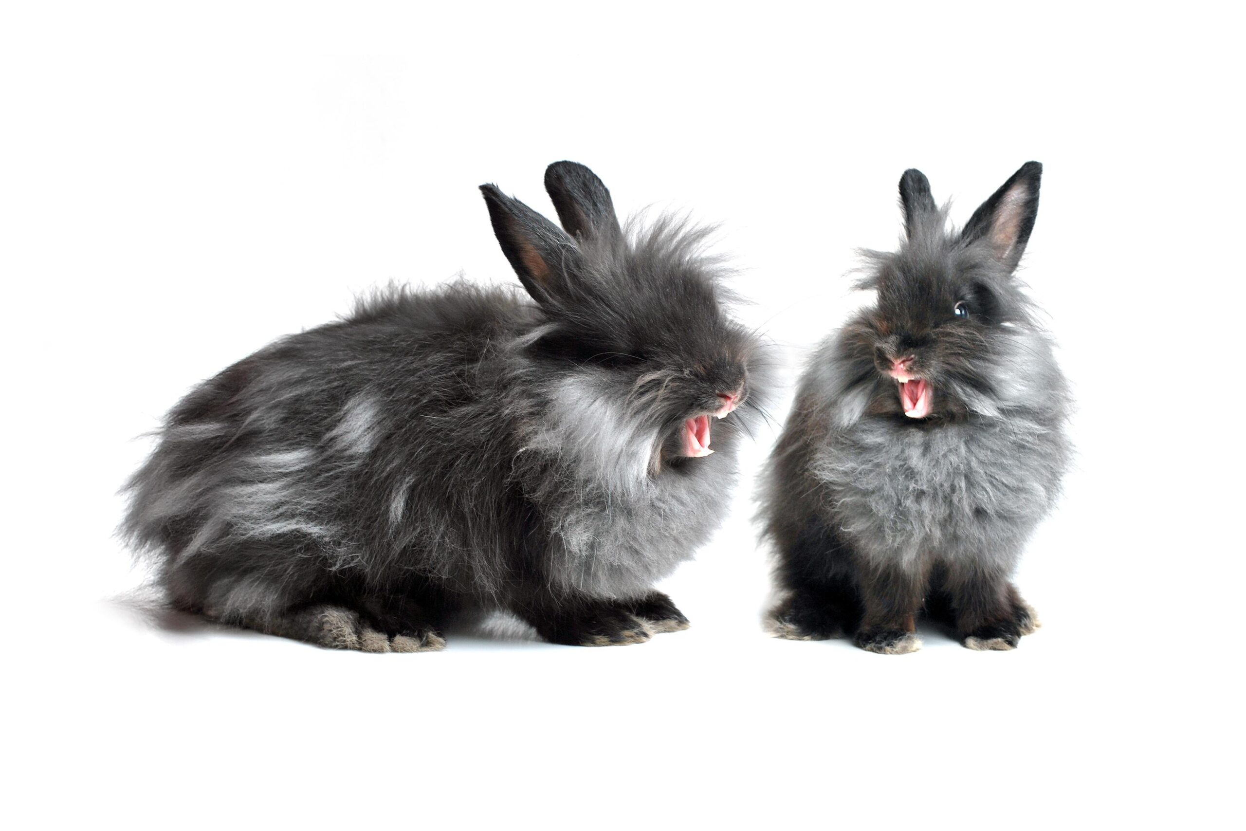Hormonal rabbit behavior