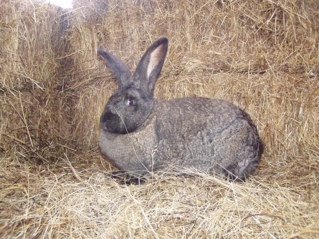 Hungarian Giant rabbit