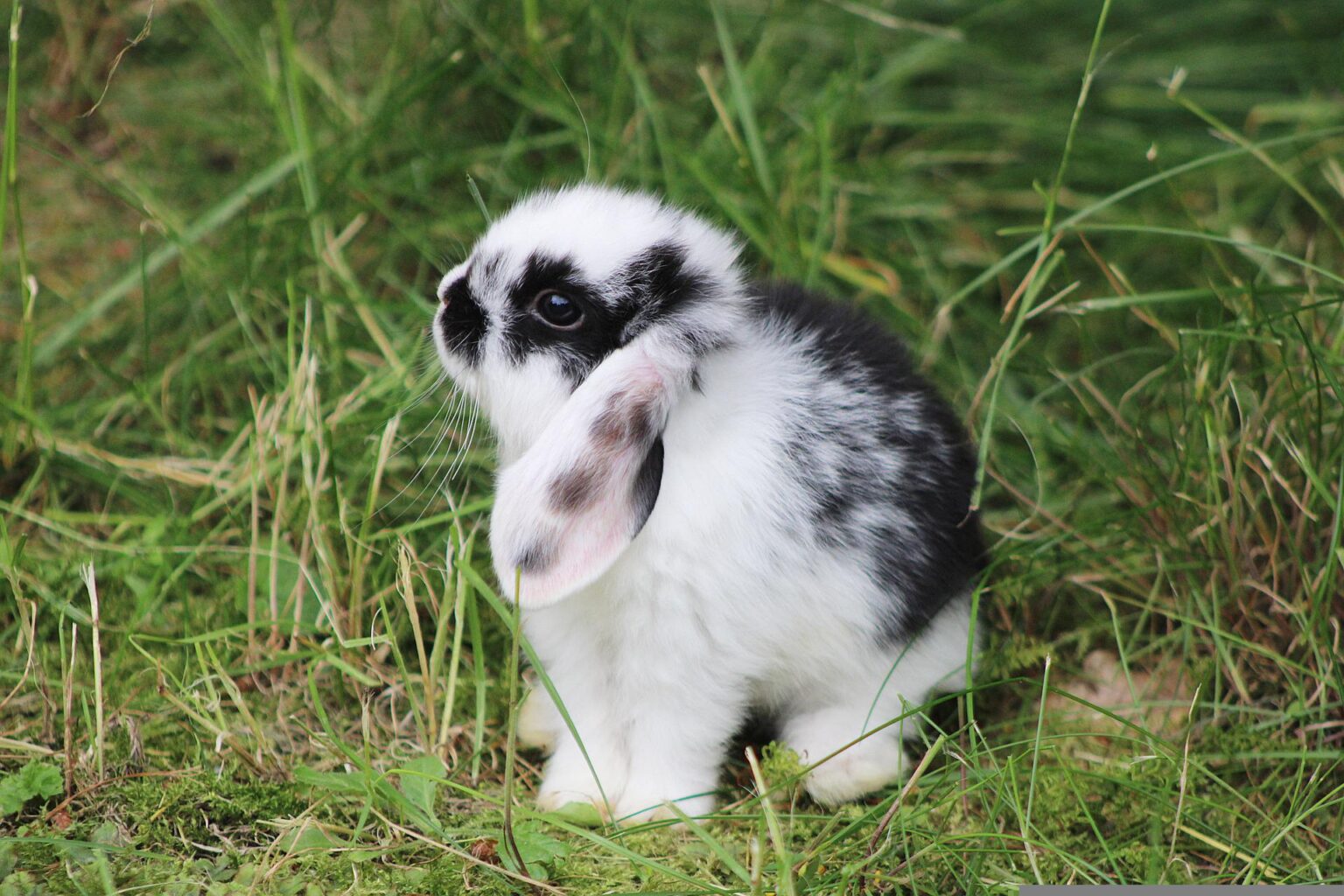 Best rabbit breeds for apartments