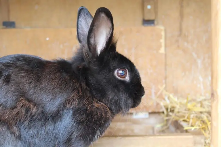 Best rabbit breeds for apartments