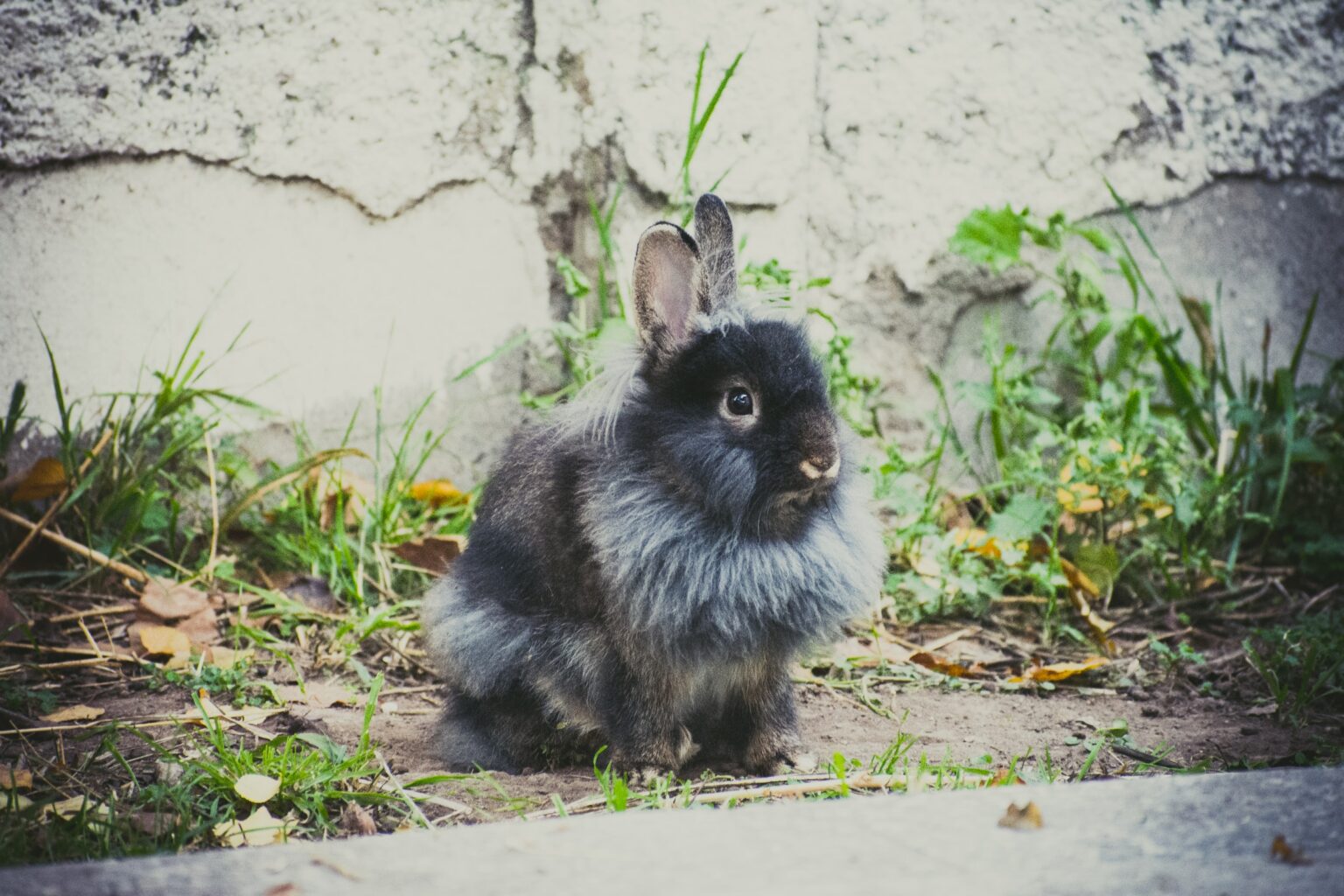 Best rabbit breeds for apartments