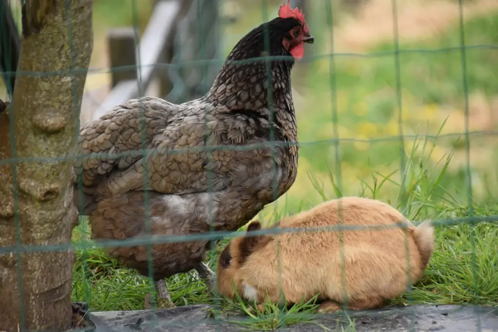 Can rabbits and chickens share a run