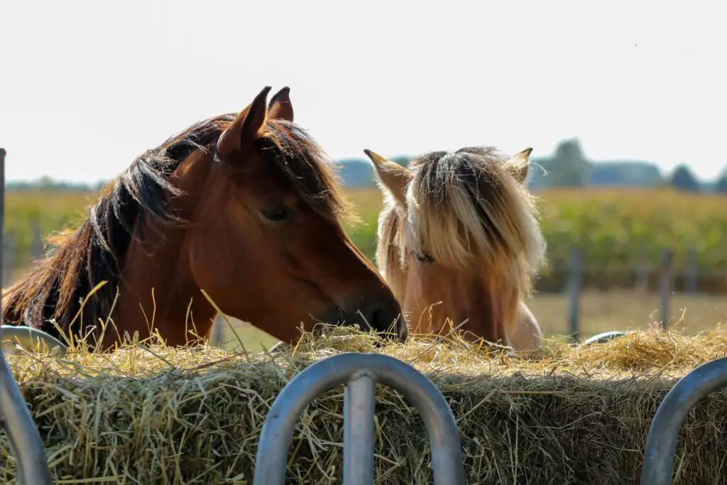 Can rabbits eat horse hay?