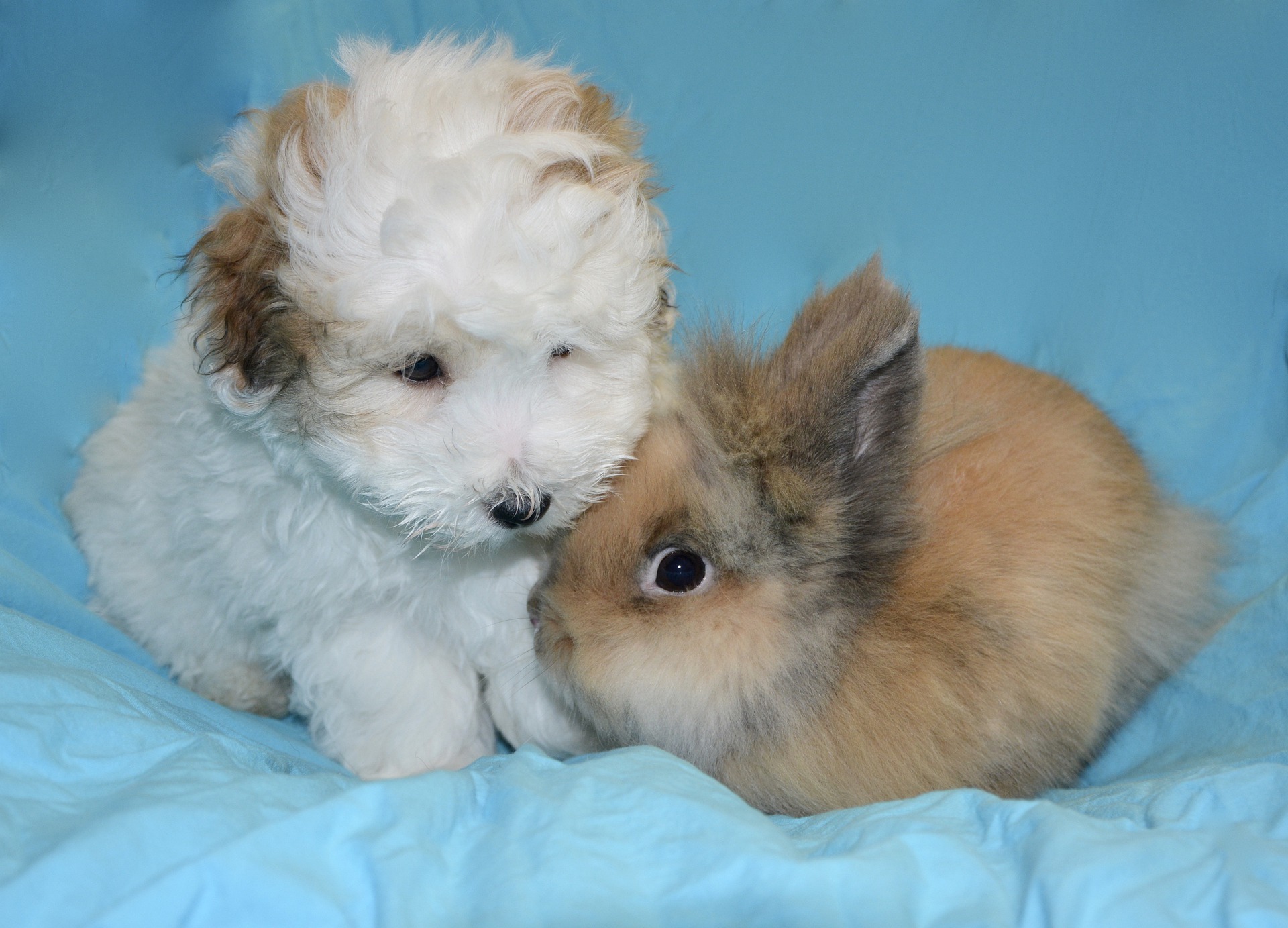 Can rabbits free roam with dogs