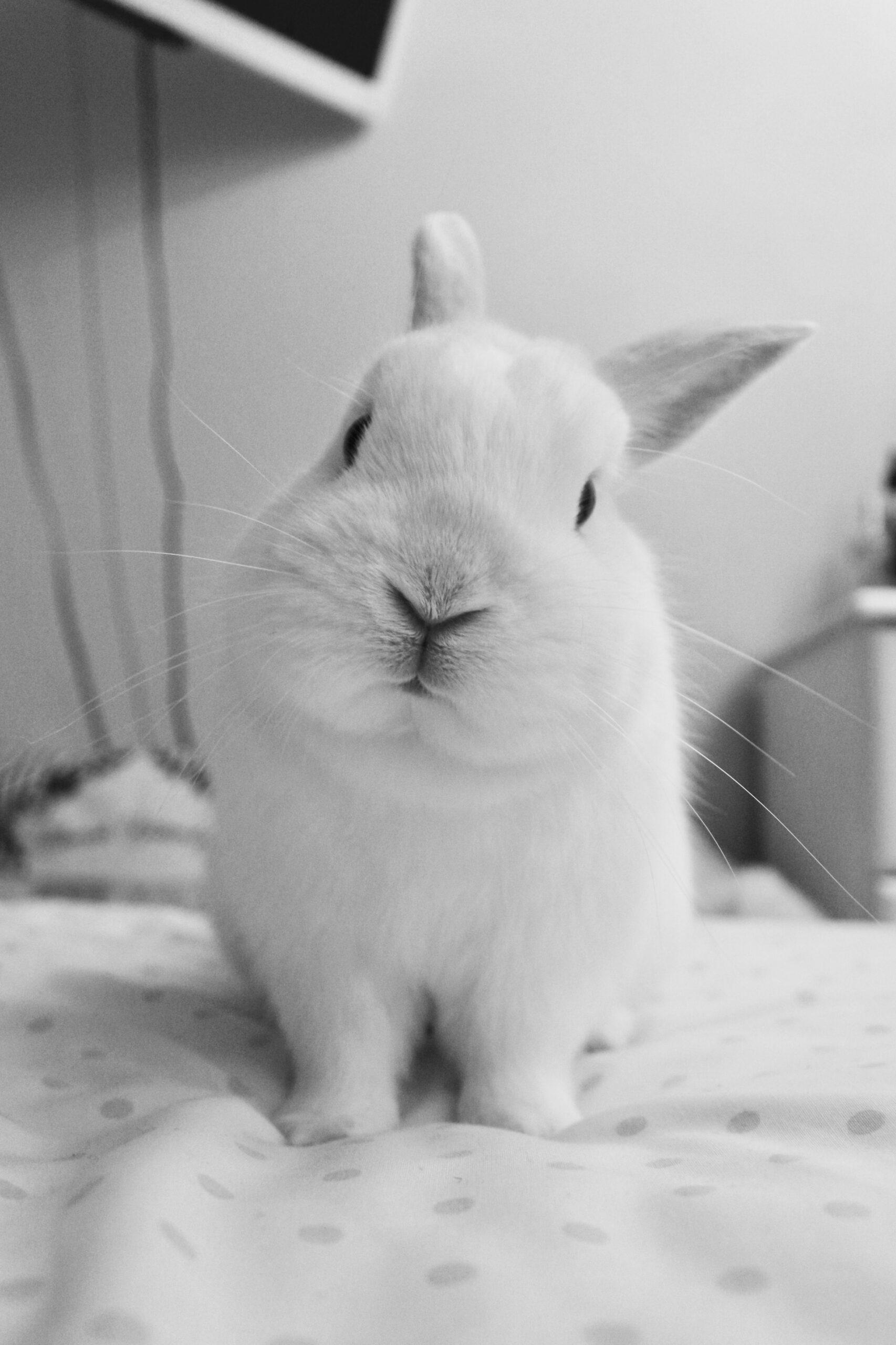 Can rabbits recognize faces?