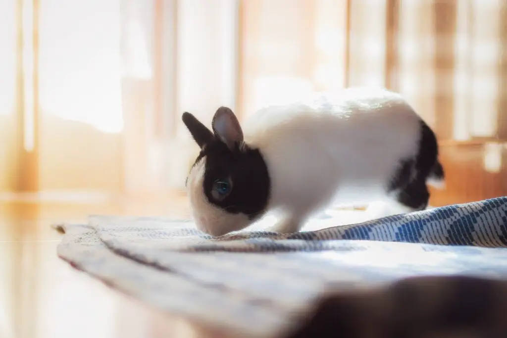 How to take care of a rabbit in an apartment