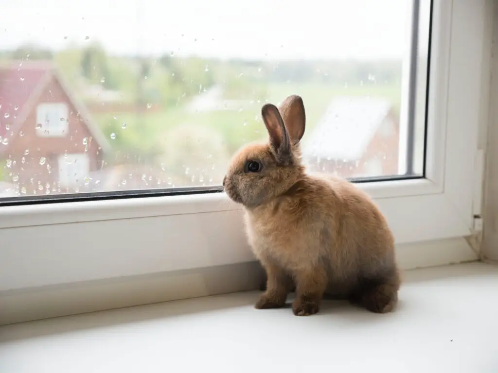 Rabbit care in rainy season