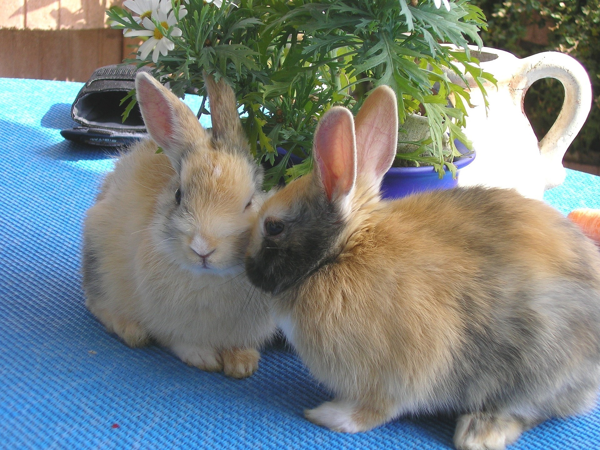 Are male or female rabbits easier to litter train?