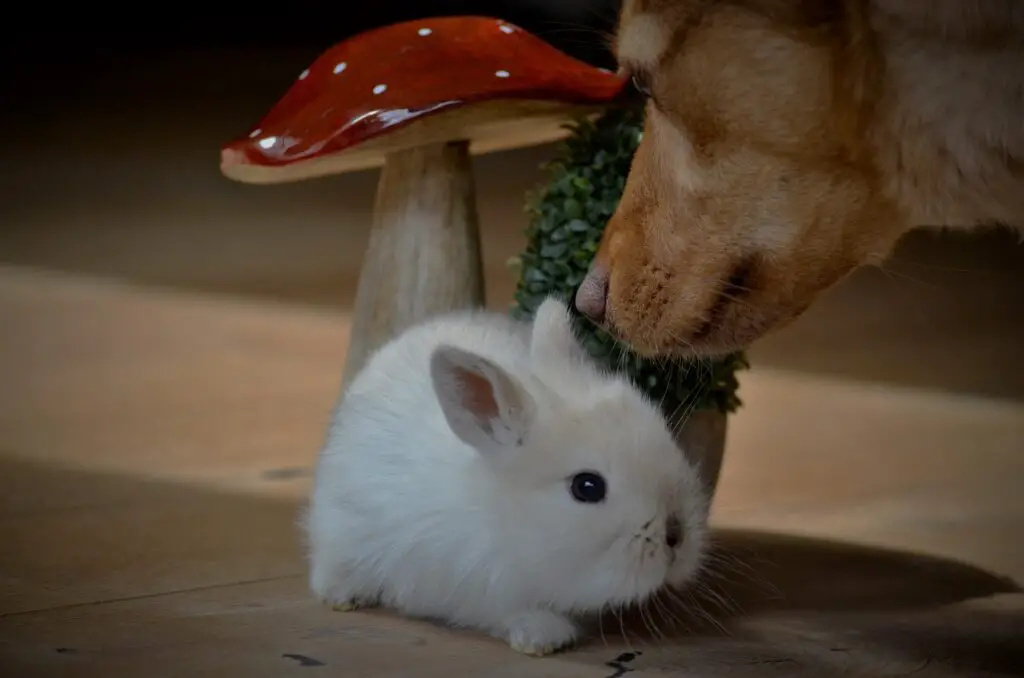 Can rabbits and dogs communicate