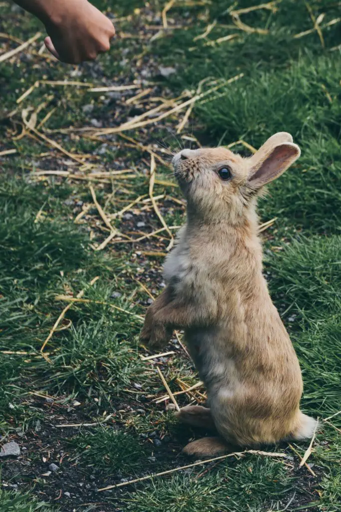 Can you train a rabbit to poop outside