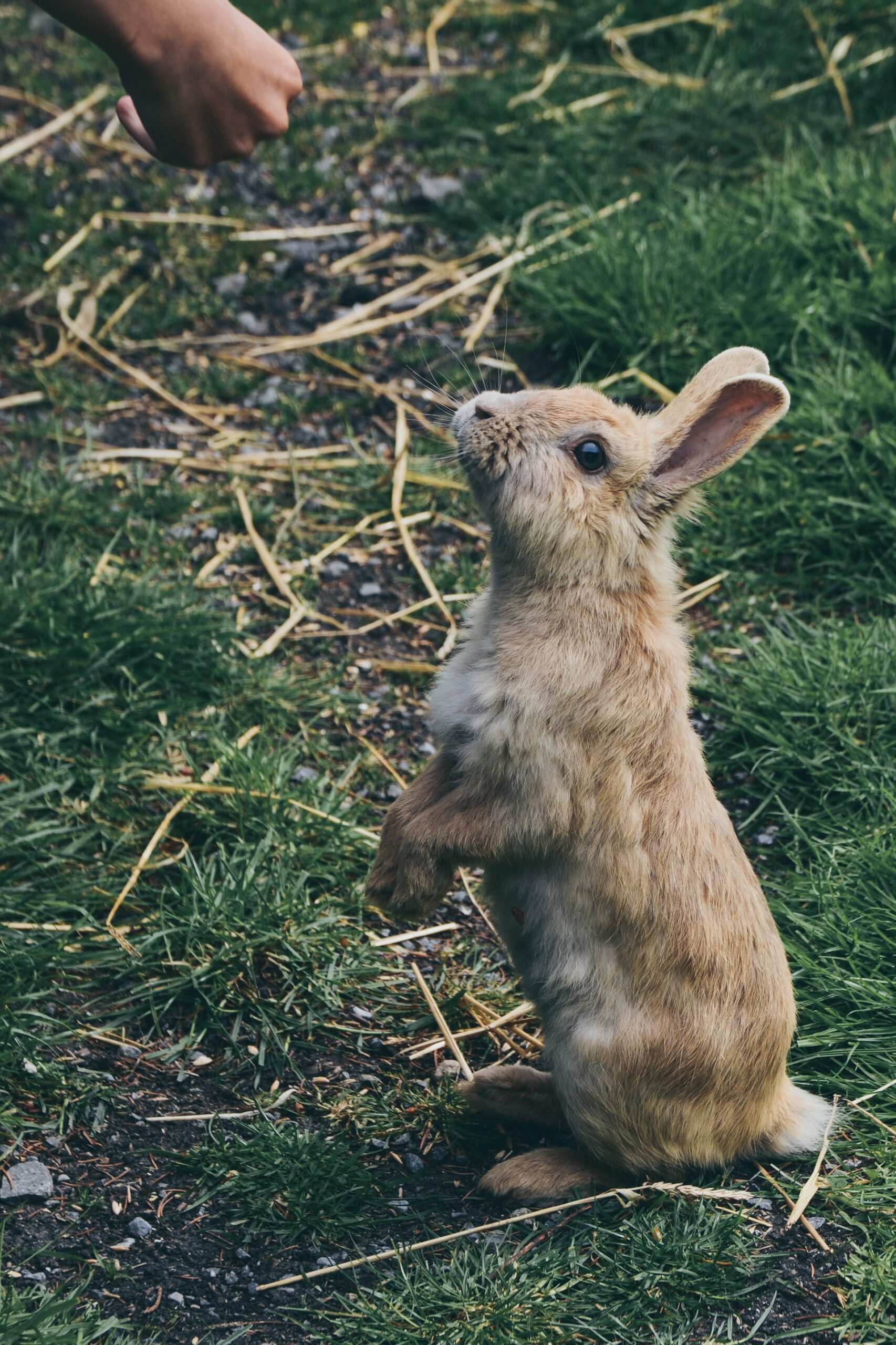 Can you train a rabbit to poop outside?