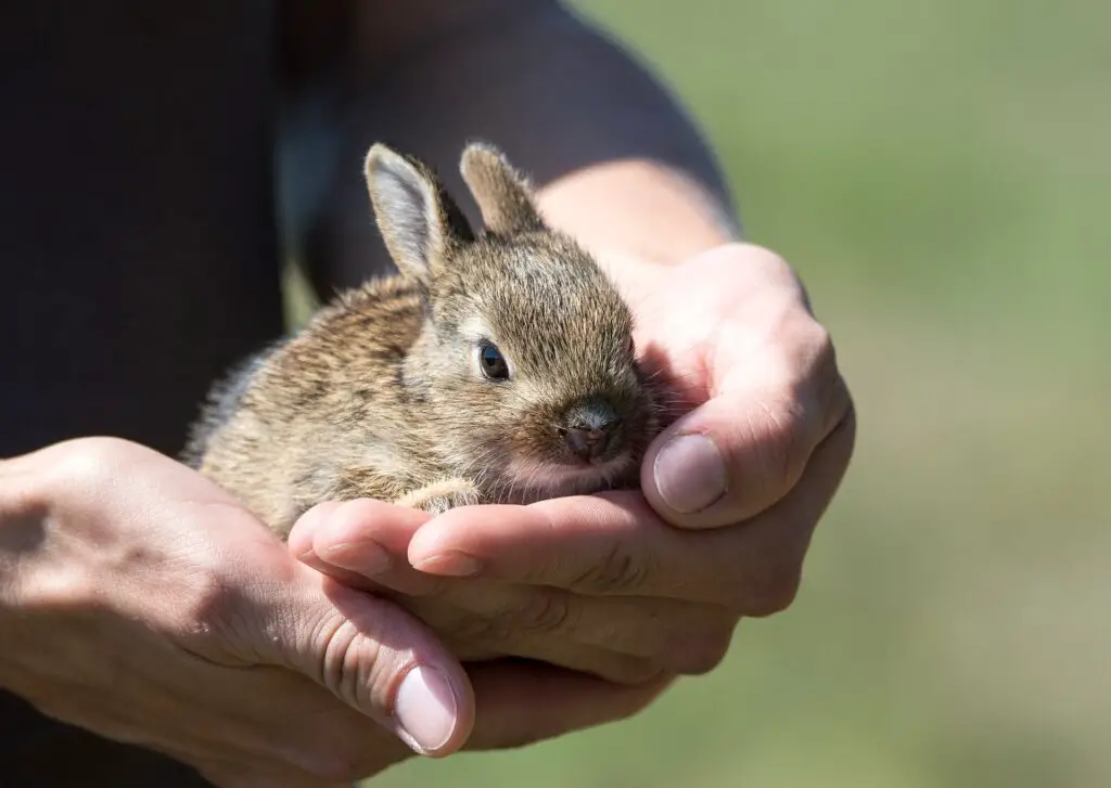 How do I get my bunny to trust me to pick him up?