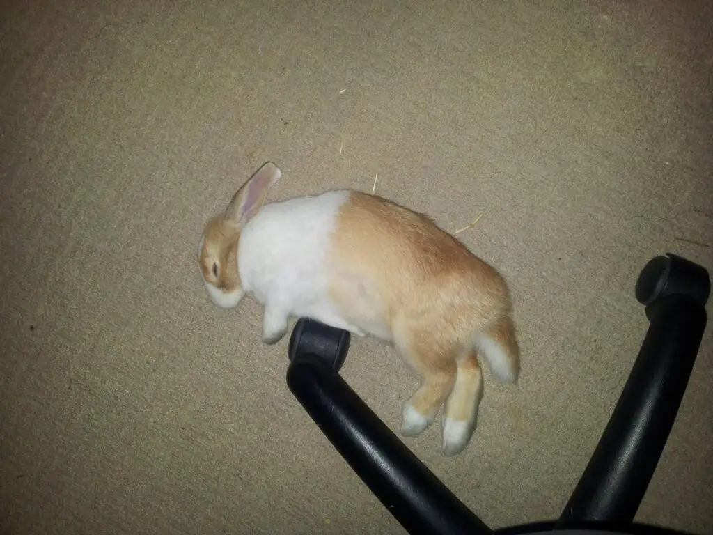 How to teach a rabbit to play dead