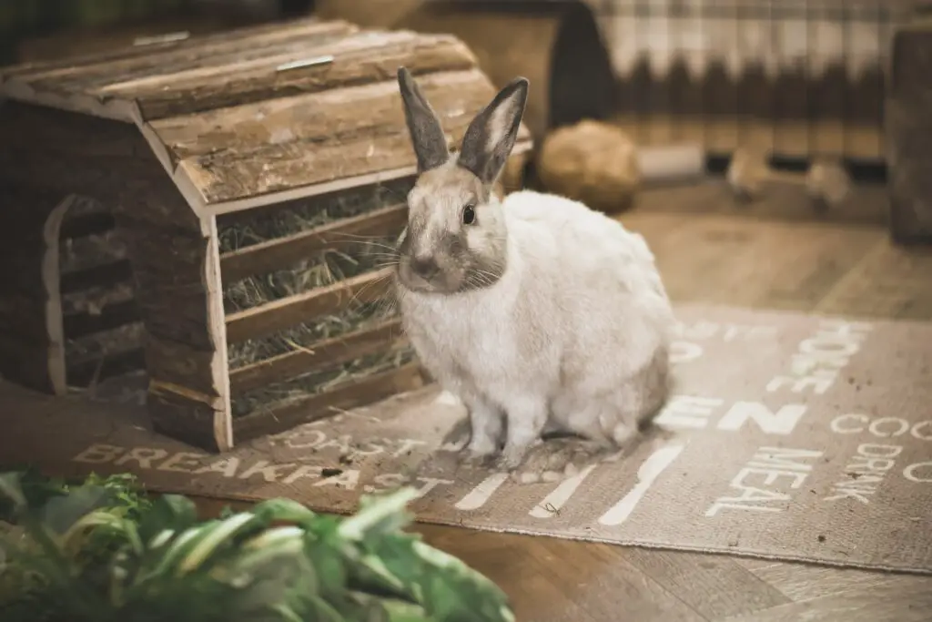 How to train a bunny not to chew on things