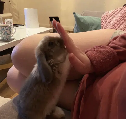 How to teach a rabbit to high five