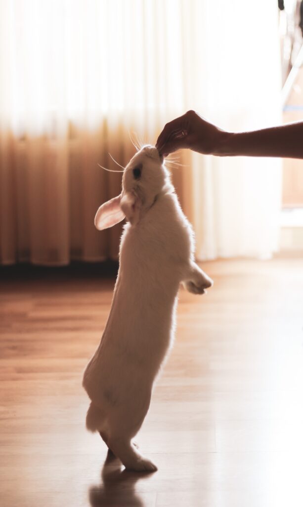 How do you teach a baby bunny tricks?