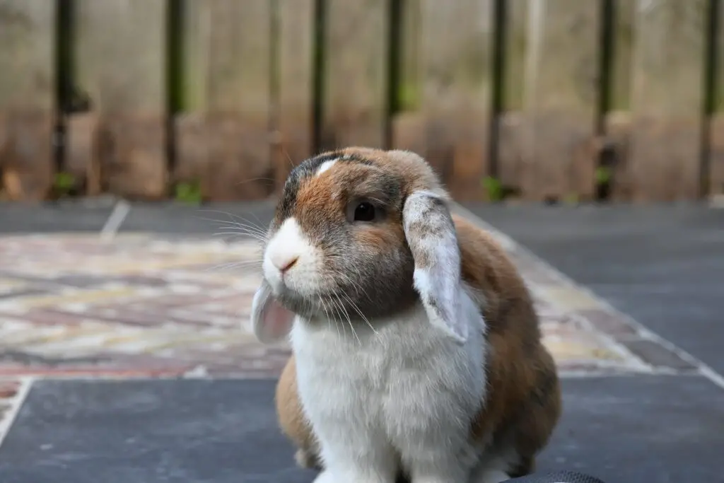 Can I keep my rabbit on concrete?