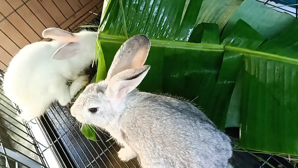 Can rabbits eat banana leaves?