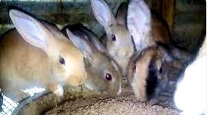 Can rabbits feed on maize bran?