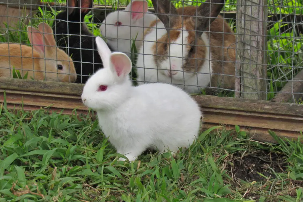 How can I make my rabbit hutch more secure?